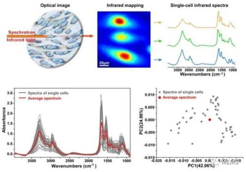 上海高研院在同步輻射單細胞紅外顯微成像研究中取得新突破，推動醫學研究邁入新階段
